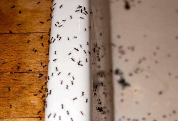 Best Local Pest Control Services  in Masury, OH