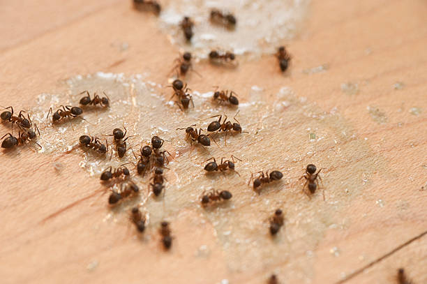 Best Wildlife Control Services  in Masury, OH