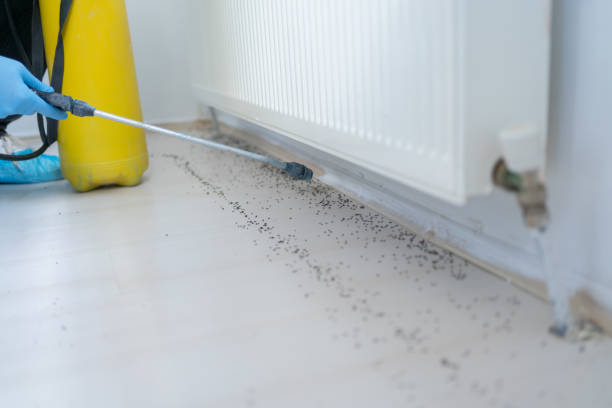 Best Flea Control Services  in Masury, OH